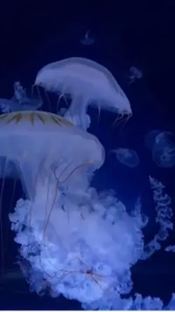 มีเนื้อเพลง , 1 video