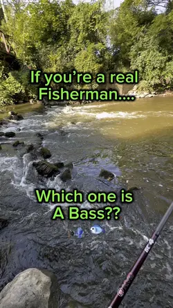 Which is the Bass