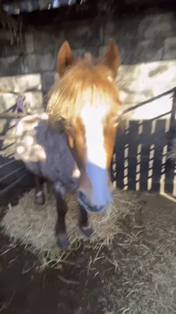 Horseyyyy