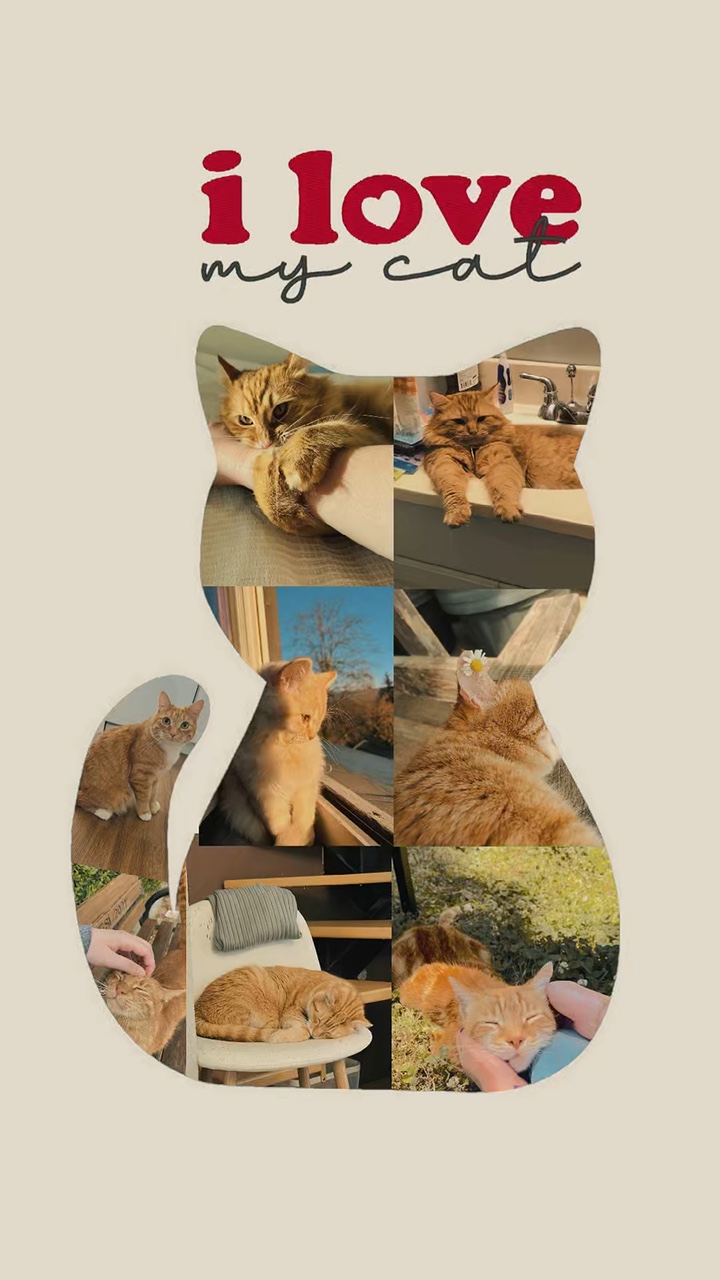 Ich liebe meine Katze🐈‍⬛