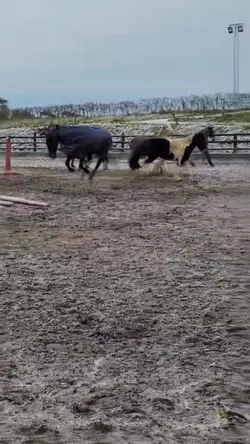 CREDS TO BEAR..EQ FO