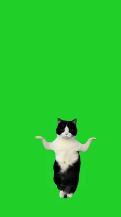 dancing cat