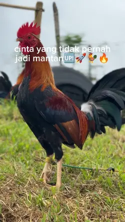 story ayam 