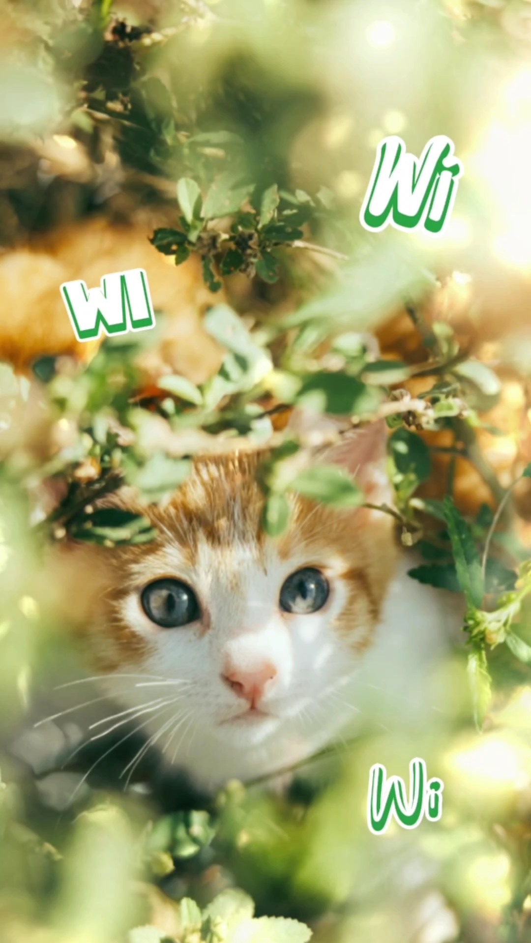 WiwiCat