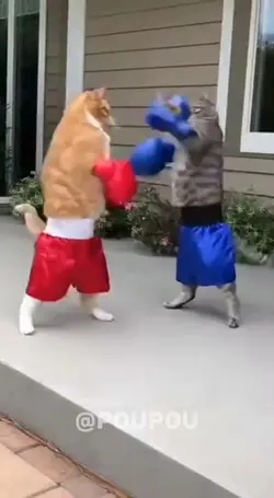 oyen vs mujair