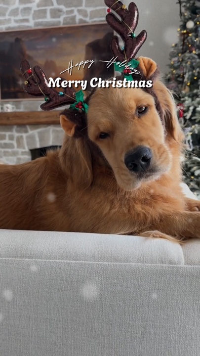 Animal de estimação de natal