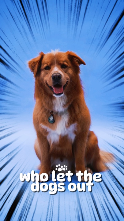 Köpekler dışarı