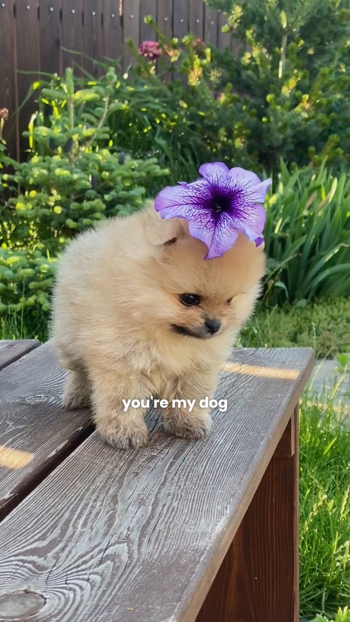Mi perro