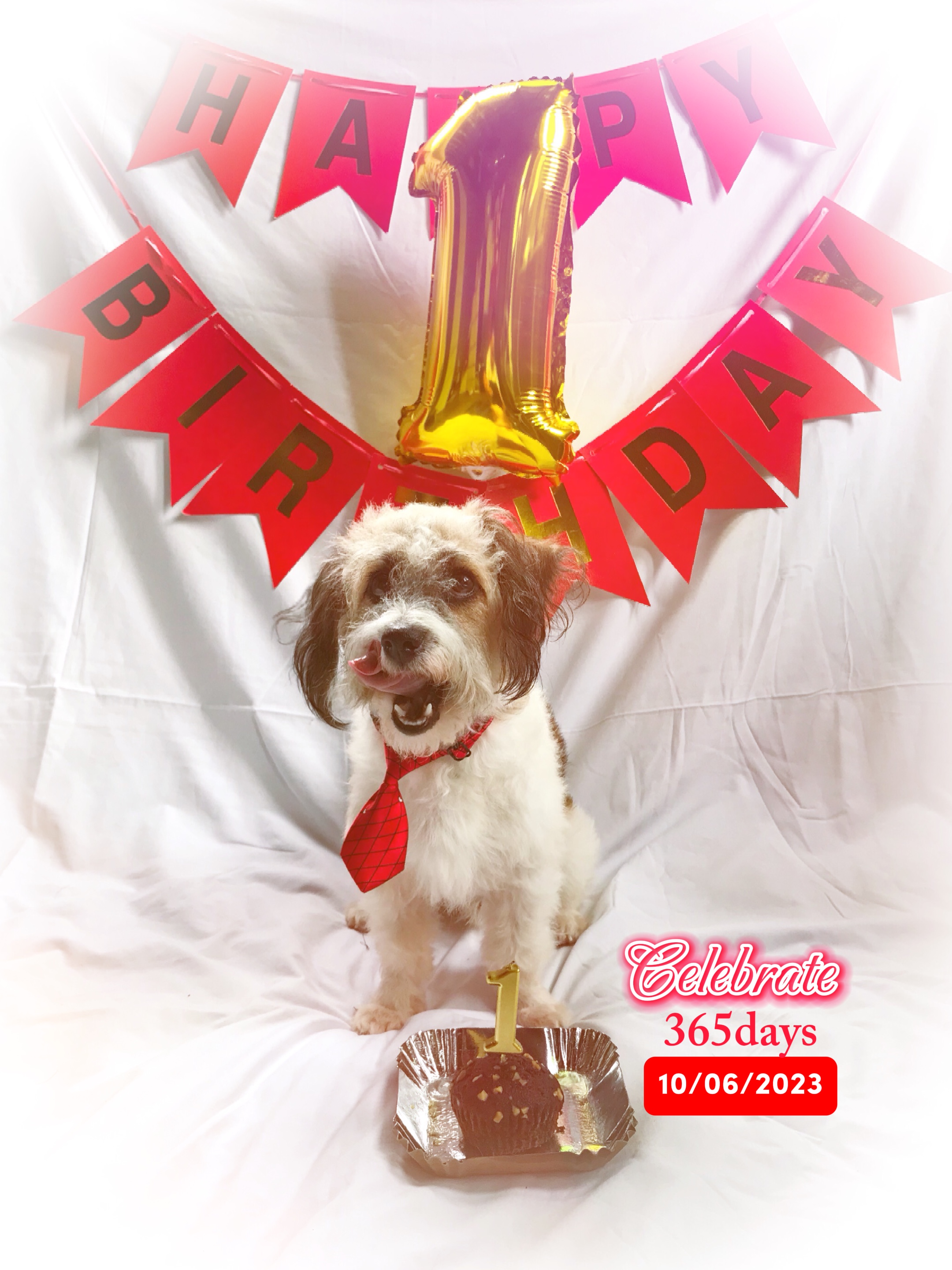 Barkday