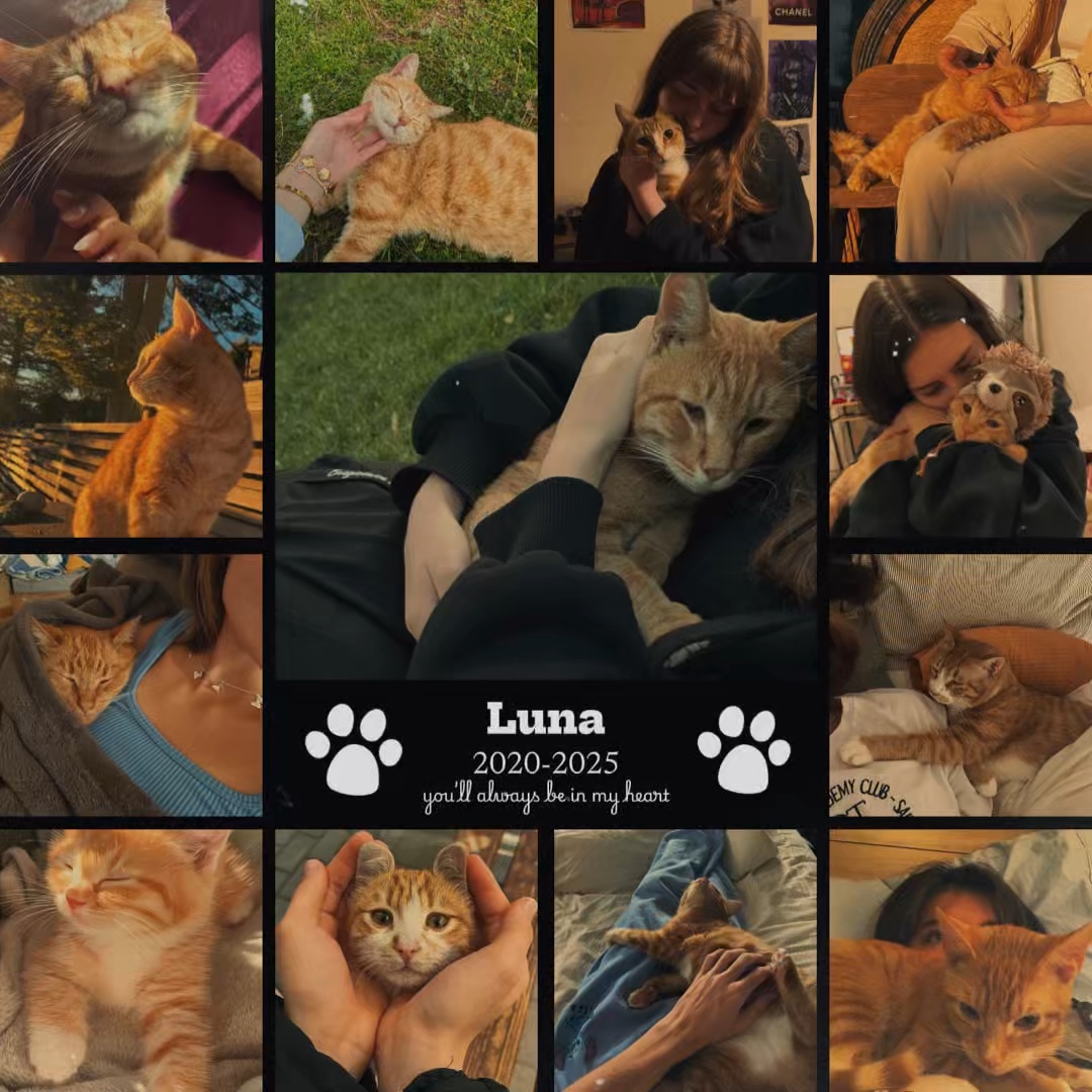 Katze RIP 