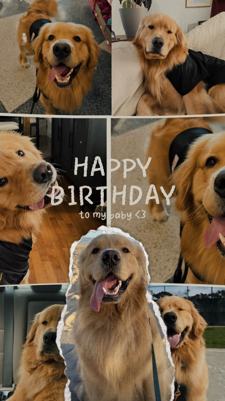 Hund Geburtstag ⭐❤️❤️