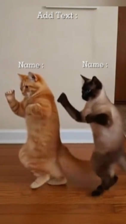 Gato De Dança Engraçado, 