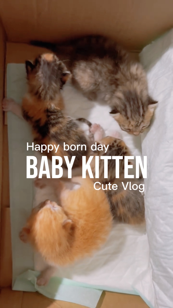 Kätzchen Niedliche Katze