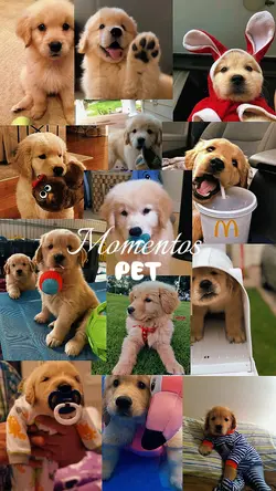 Momentos Pet