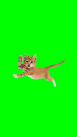 Cat Jump Funny