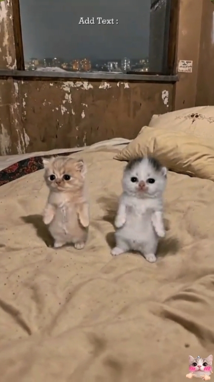 Cute Cattt