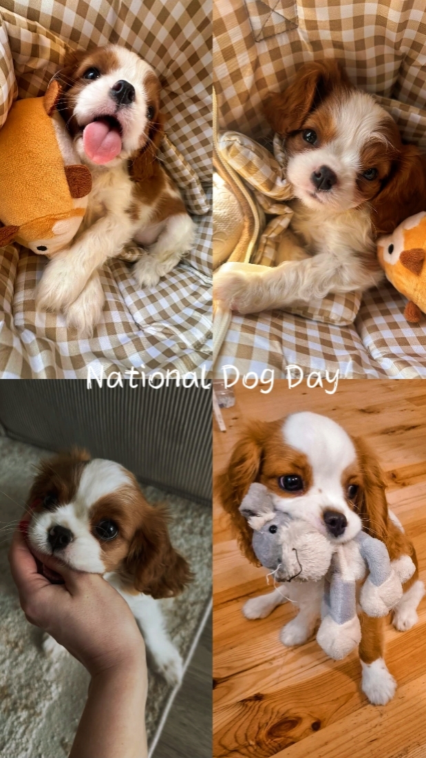 Día nacional del perro