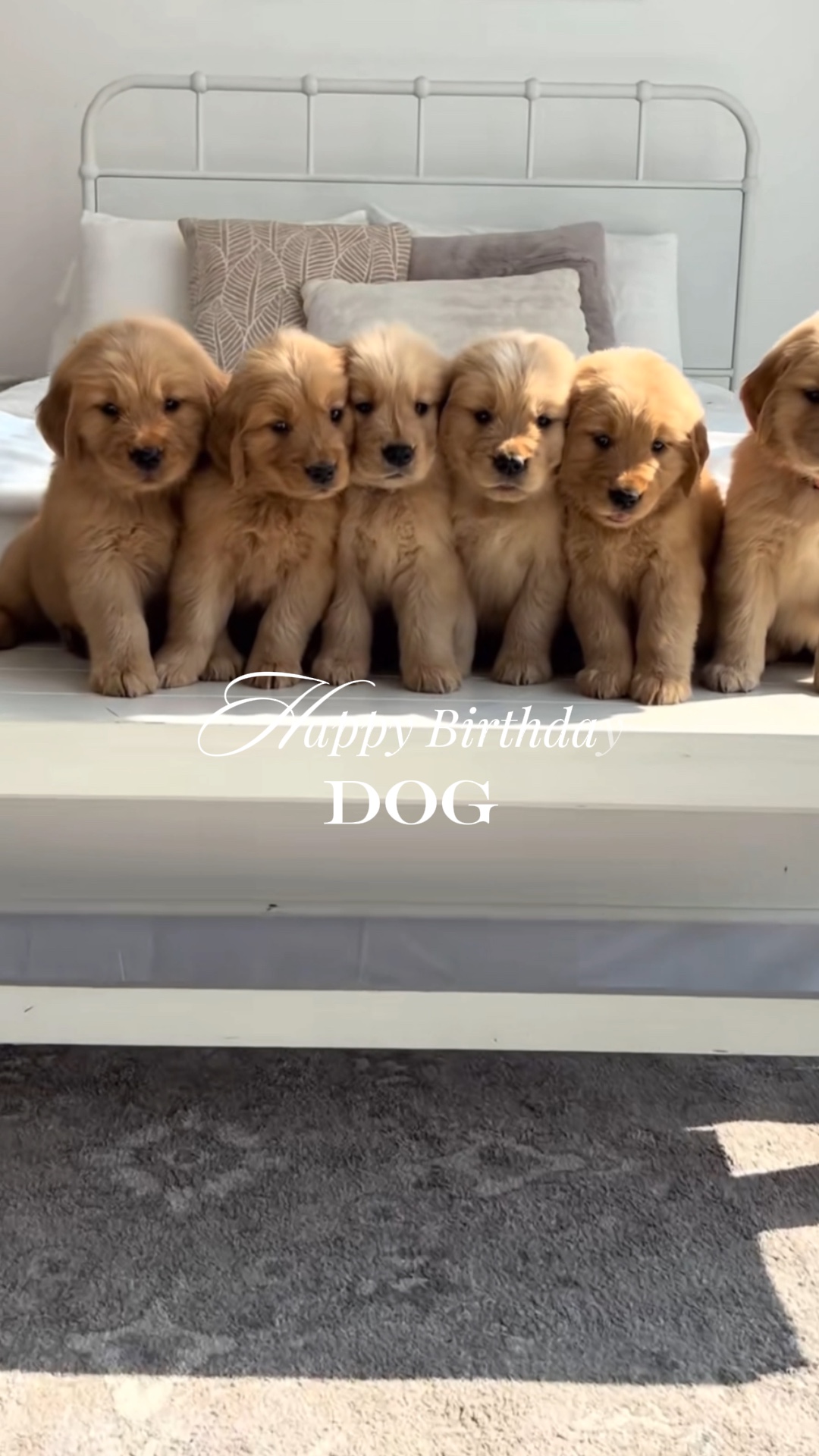 Happy Birthday Dog 🎂