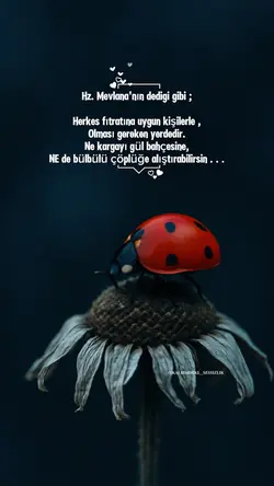 Kısa Video Şablonlar