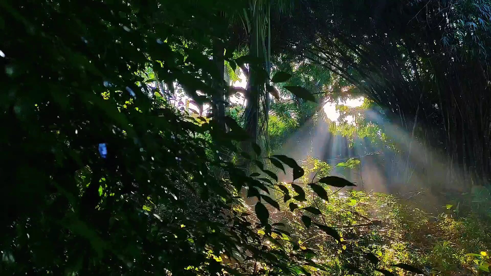 Cinematic NatureLoop