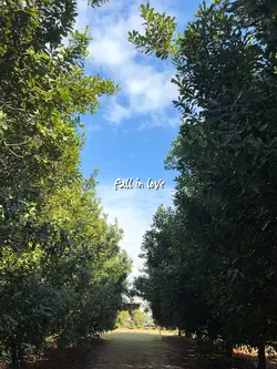 Fall in love again
