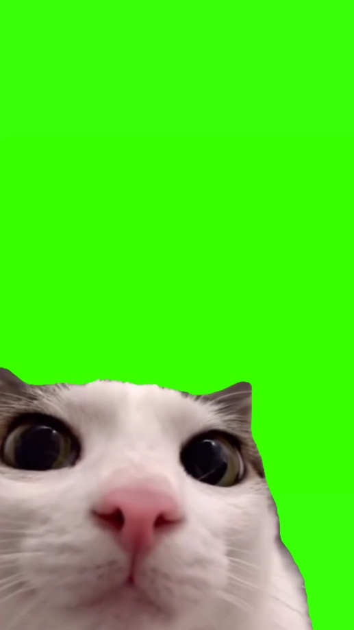 Meme piscando de gato