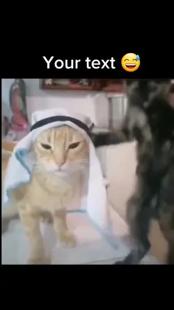 Arab cat meme 