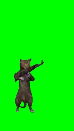 Cat War With AK47
