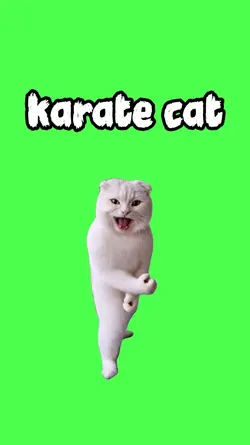 karate cat
