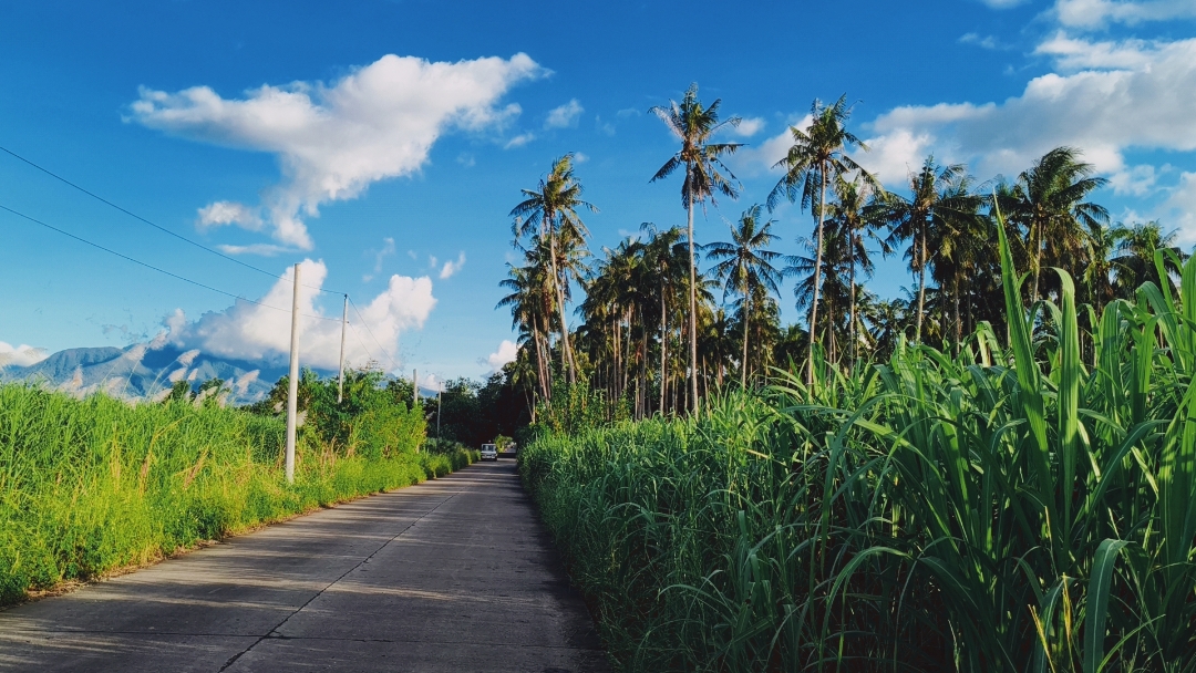 Cover Picture