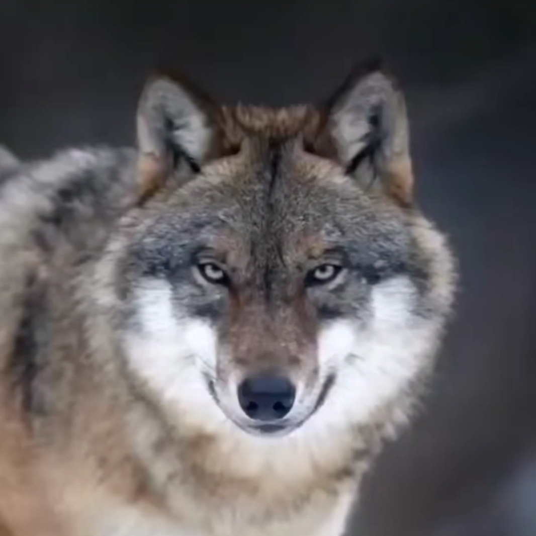 Edición de lobo
