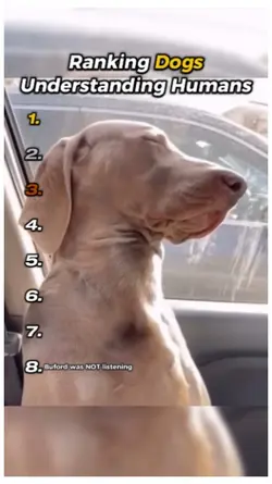 Dog Understand Human