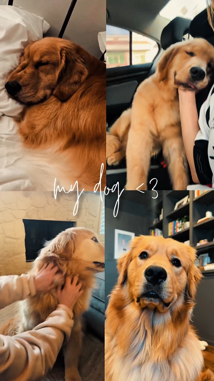 Meu cachorro