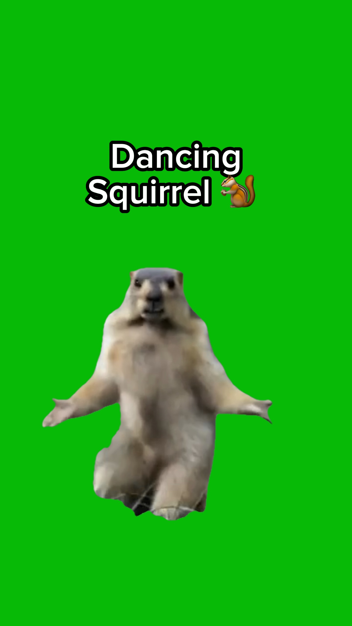 Esquilo Dançante 🐿️ 