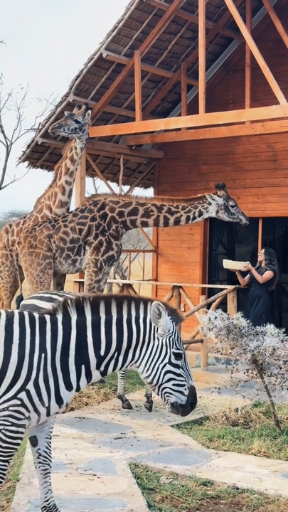 Safari mini vlog