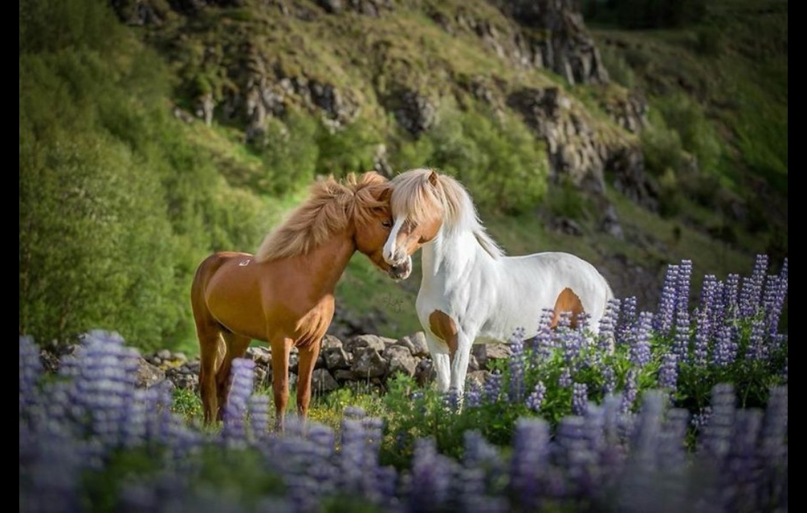 Horses 😍