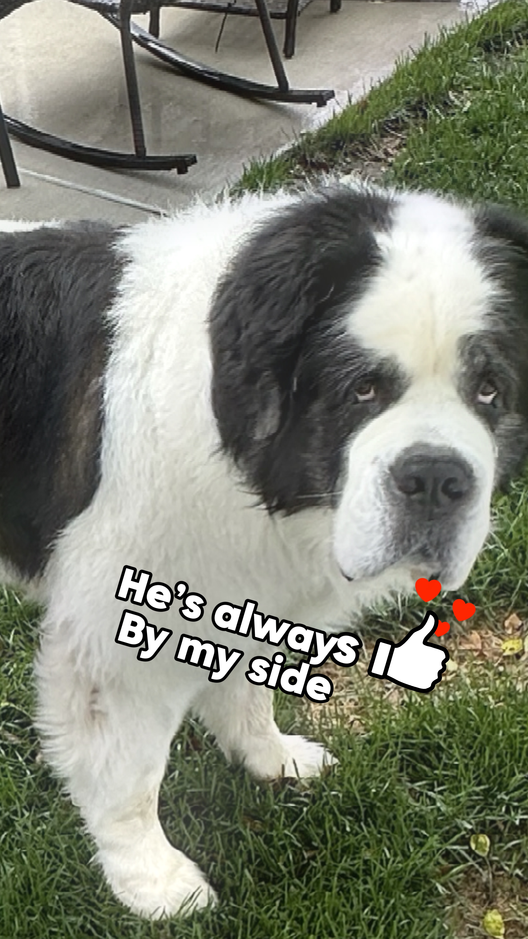 Erinnerungen an Hunde 