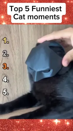 Cat moments 