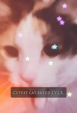 Calico cat <3