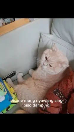 mung biso nyawang
