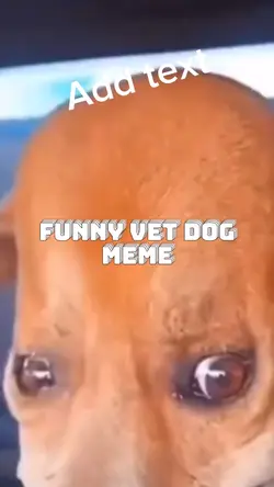 Funny dog meme