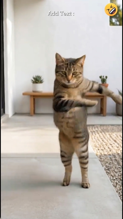 Danse chat drôle