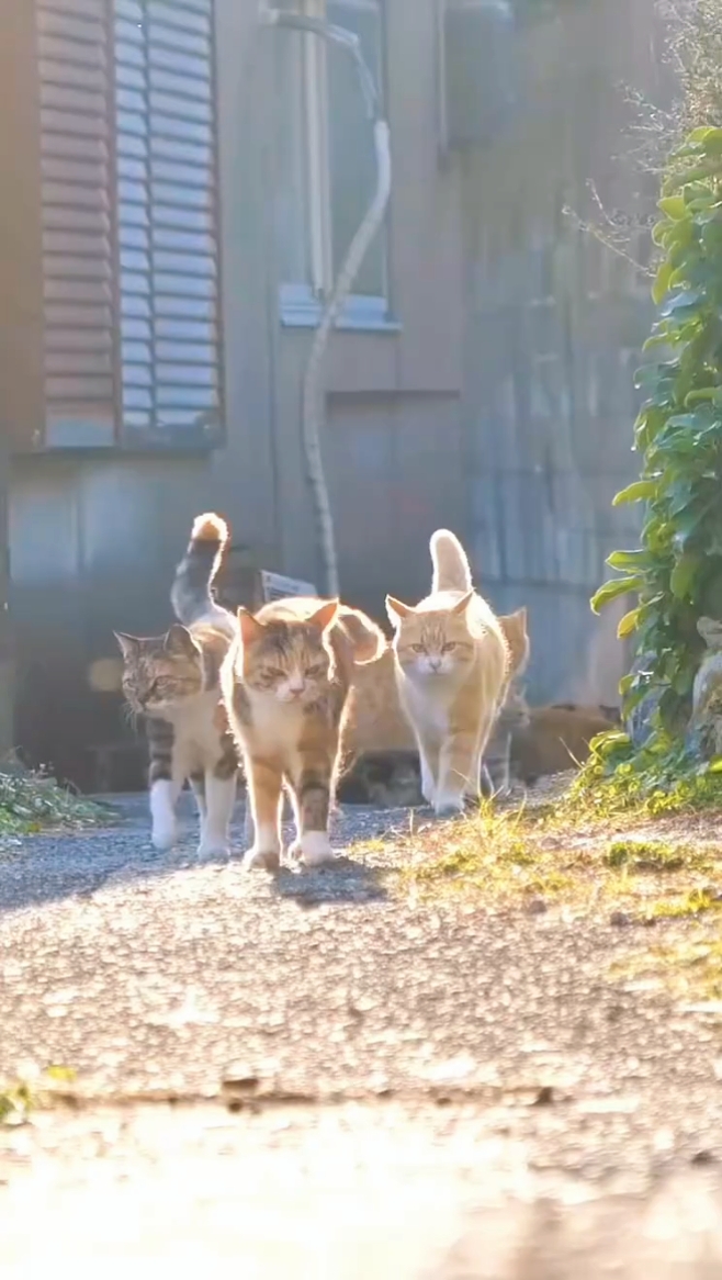 KATZE
