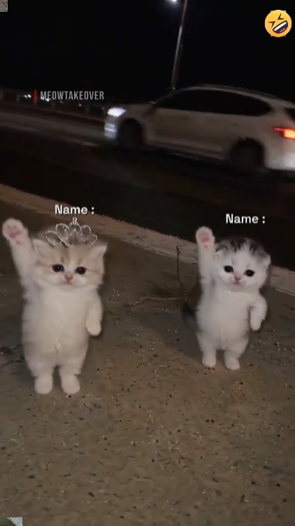 Tendência De Gato De Dança.! 