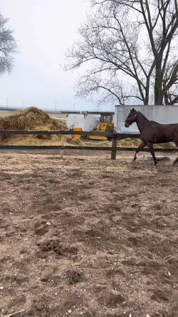 Cash’s runway walk 😍