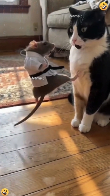 Cat VS Mouse