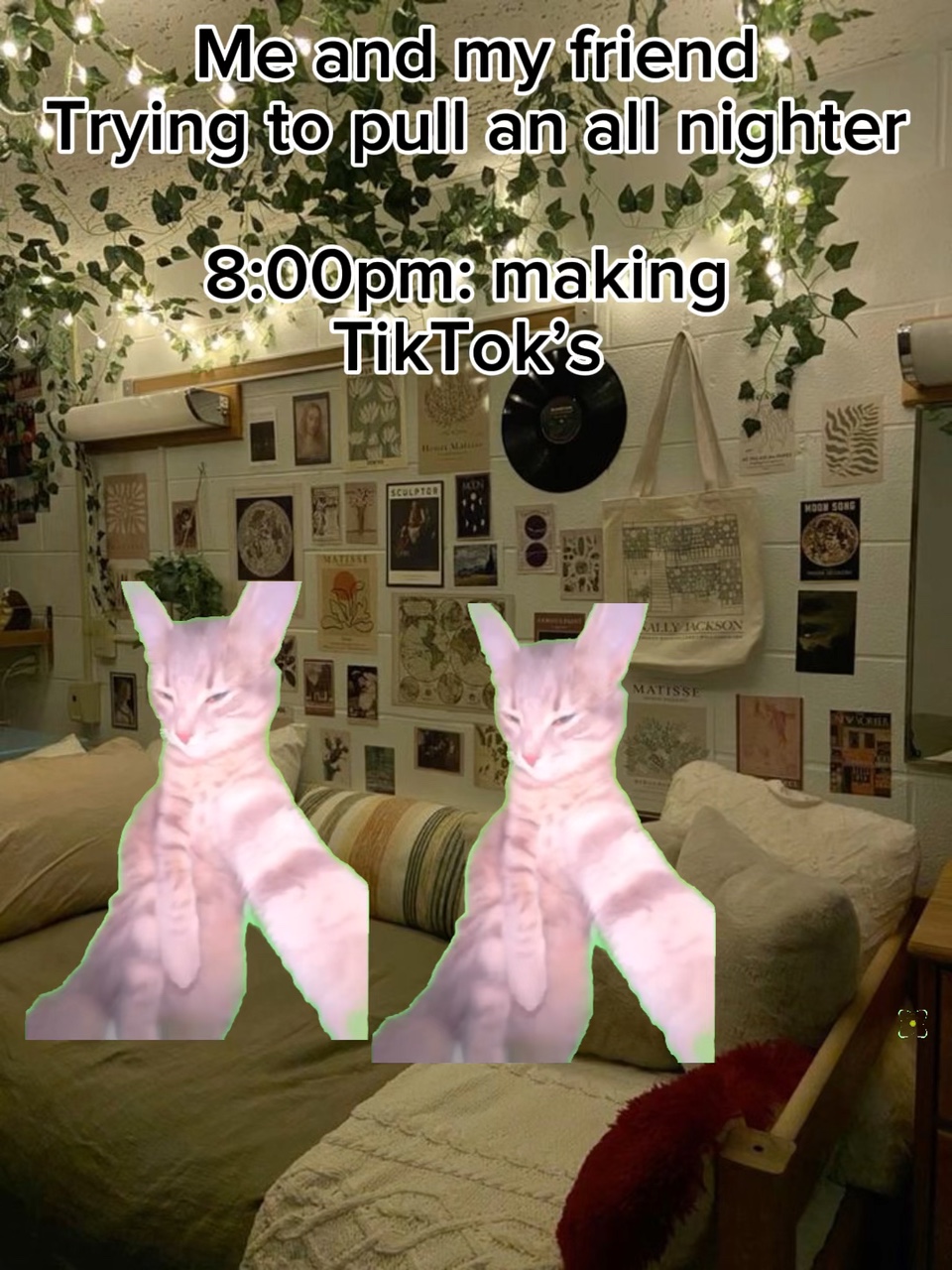 Cat all nighter