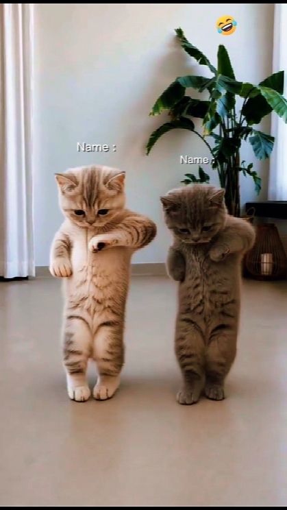 Tendance du chat dansant