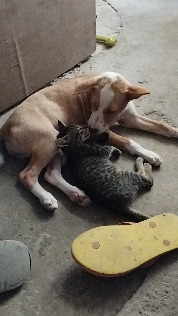 Gato y perro