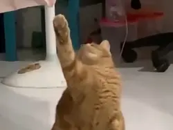 kucing